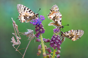 Macro shots, Beautiful nature scene. Closeup beautiful butterfly sitting on the flower in a summer garden.