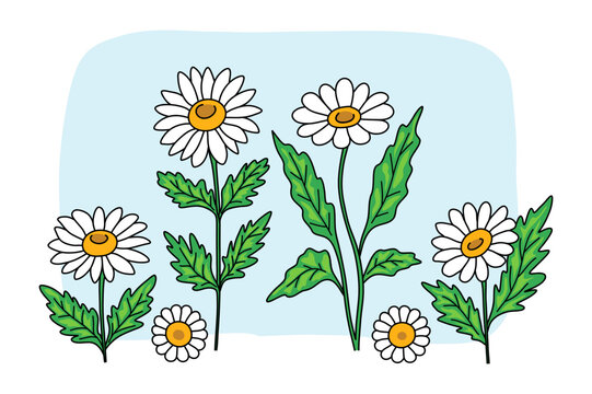 Set of blooming chamomile with leaves.