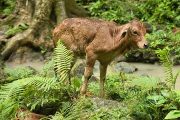 Close-up of an Asian calf in the middle of a dense rainforest in Siquijor, Philippines.
