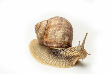 Garden snail isolated on white. Helix pomatia also Roman snail, Burgundy snail, edible snail or escargot