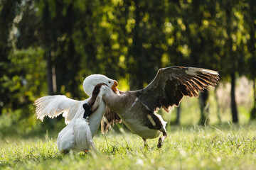 Couple fighting geese on the farm, two geese have a fierce battle on the grass of farm in Thailand, white geese on the green grass opened the wings attacking the lifting