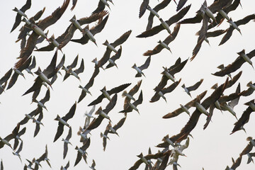 Bird Black Skimmer, tijereta