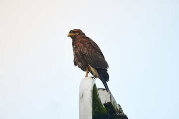 Bird red tailed hawk, Harris's Hawk o gavilán acanelado
