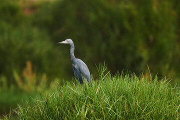 Fototapeta premium Egretta caerulea, garza azul