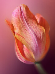 PINK AND ORANGE TULIP CLOSE UP, SPRING MACRO PHOTOGRAPHY, OMBRE FLORAL FINE ART