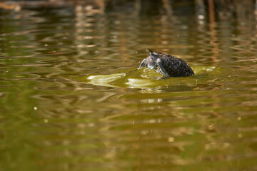 Bird Pied-billed grebe, zambullidor de pico grueso