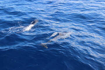 Obraz premium Dauphins - Ile de la réunion