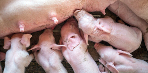 The top view of Many newly born piglets are sleeping on the mother's milk, Momma pig feeding baby...