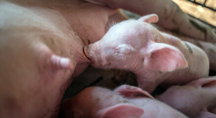 A week-old newborn piglet is suckling from its mother in pig farm,Close-up of Small piglet drinking...