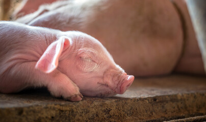 A week-old piglet cute newborn sleeping on the pig farm with other piglets, Close-up © NARONG