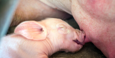 A week-old newborn piglet is suckling from its mother in pig farm,Close-up of Small piglet drinking milk from breast in the farm