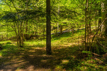 Fototapeta na wymiar forest near Levoca