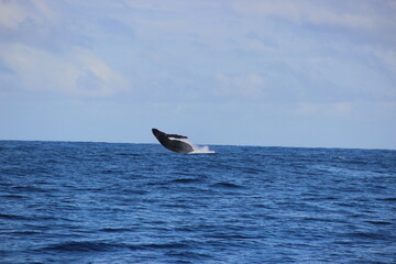 Naklejka premium Dauphins - Ile de la réunion