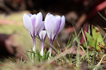 Group of blooming purple crocuses on spring flowerbed