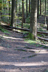 Dovbush path - route through wooded mountain slopes near Yaremche, Ukraine