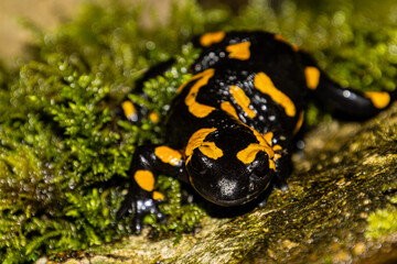 Fire Salamander on a rock looking at camera with focus on foreground
