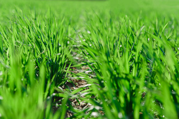spring grass on the field, green grass, grass grows on the field, field in spring

