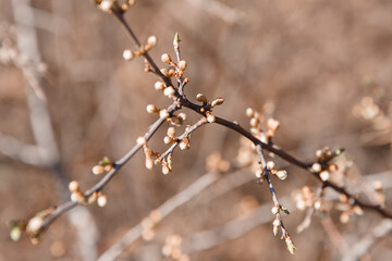 trees in spring, trees bloom in spring, branch, buds on a branch, beautiful background, young leaves and flowers on tree branches
