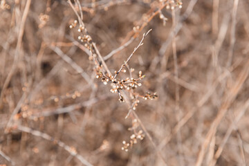 trees in spring, trees bloom in spring, branch, buds on a branch, beautiful background, young leaves and flowers on tree branches