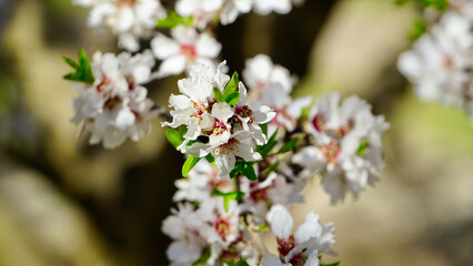 White cherry blossom