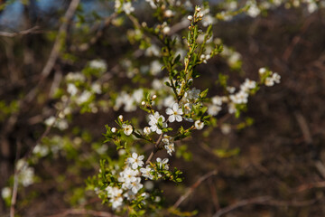 trees in spring, trees bloom in spring, branch, buds on a branch, beautiful background, young leaves and flowers on tree branches
