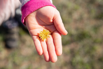 yellow dandelion against the sky, dandelion in hand against the sky, yellow dandelion in spring. Spring flowers. Beautiful background. 

