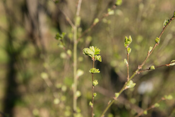 trees in spring, trees bloom in spring, branch, buds on a branch, beautiful background, young leaves and flowers on tree branches
