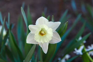 flowers in a flower bed, flowers bloom in spring, flowers in spring, flower bed

