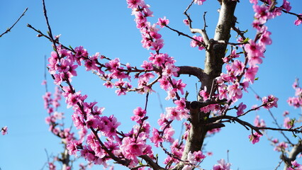 Spring peach field pink blossoming flowers