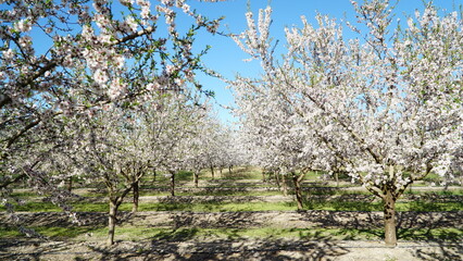 Spring cherry field white blossoming flowers and trees
