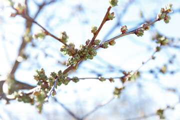 trees in spring, trees bloom in spring, branch, buds on a branch, beautiful background, young leaves and flowers on tree branches