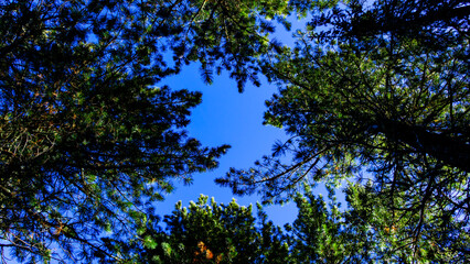 tree tops and sky