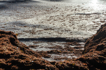Détail d'un échouage d'algues à marée haute donnant l'impression d'une marée noire due à du...