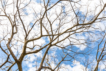 An abstract dry branch with cloud and blue sky.