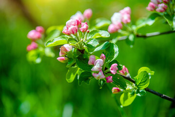 appletree blossom branch in the garden in spring
