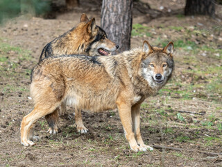 Wolf