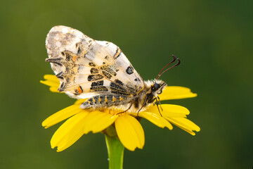 Macro shots, Beautiful nature scene. Closeup beautiful butterfly sitting on the flower in a summer garden.