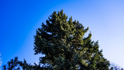 pine tree branches against sky