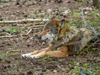 Wolf