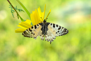 Macro shots, Beautiful nature scene. Closeup beautiful butterfly sitting on the flower in a summer garden.