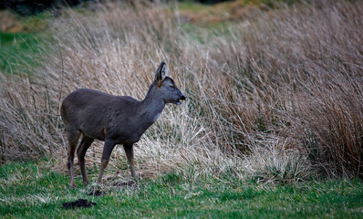 Roe deer family grazing in a field