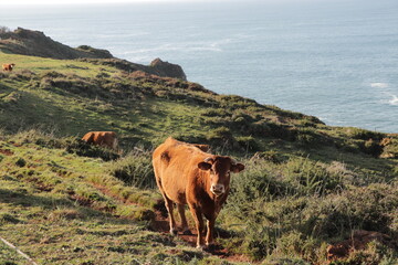 cows in the mountain in front of the sea