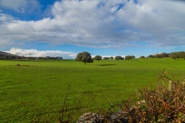 Obraz premium Cork oak trees in Extremadura