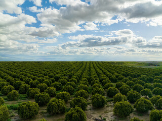 A Captivating Glimpse of Bakersfield's Orange Orchard Beauty