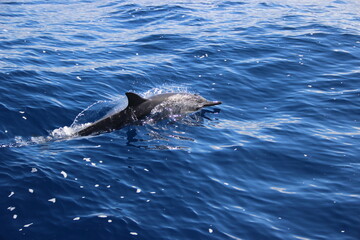 Fototapeta premium Dauphins - Ile de la réunion