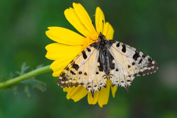 Macro shots, Beautiful nature scene. Closeup beautiful butterfly sitting on the flower in a summer garden.
