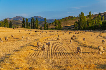 Fototapeta na wymiar Sheeps pacing in the mountains