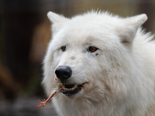 Obraz premium Polarwolf