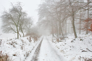 Amazing frozen Carpathian forest, Slovakia