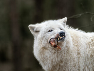 Obraz premium Polarwolf
